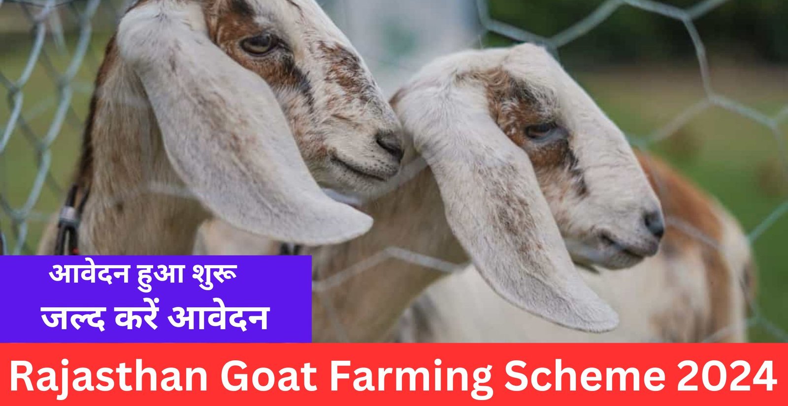 Rajasthan Goat Farming Scheme 2024 क्या है?, जाने कैसे कर सकते है आवेदन